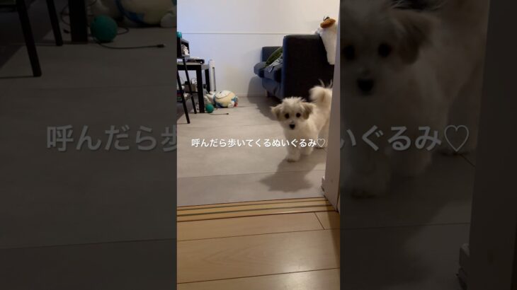 歩いてる爪の音がかわいい🩷#shorts #犬 #かわいい #面白い