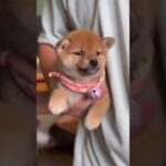 ヒーローになりたいわんこ #わんこ #おもしろ動画 #おもしろ犬動画 #かわいい #かわいい動物 #かわいい犬 #shorts