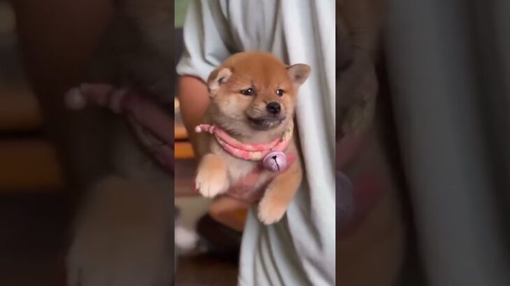 ヒーローになりたいわんこ #わんこ #おもしろ動画 #おもしろ犬動画 #かわいい #かわいい動物 #かわいい犬 #shorts