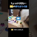 ちょっぴり切ないシェルティの待ちぼうけ姿【会話ボタンでしゃべる犬】 #shorts #dog