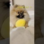 寝惚け具合が🤣#shorts #dog #vlog #犬 #癒し