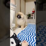 遊ばないとキレる😂#shorts #dog #vlog #犬 #癒し