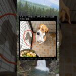 まじか… #ネタ #tiktok #twitter #shorts #いぬ #犬 #おもしろ #面白い