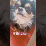 ♪かわいいこれはチワワか⁈ #チワワ　#多頭飼い　#犬　#癒し