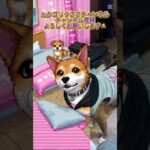 大変身！#まめしば #しばいぬ #保護犬 #ペット好き #おもしろ動画