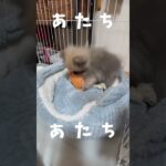 あたちポメ #ポメラニアン #犬 #子犬    #愛犬 #かわいい