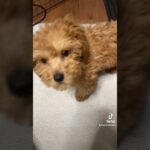 この音聞かせると犬が近寄ってくるらしい🙂検証します！ #犬 #かわいい #癒し #変な音