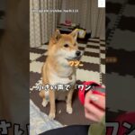 小さい声で『ワン』が可愛すぎる柴犬💕　#柴犬　#犬　#かわいい犬 #犬のいる暮らし #癒し