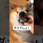 おやつと交換はしません‼️反省してる犬が面白い😂　#柴犬　#犬　#かわいい犬 #犬のいる暮らし #おもしろ