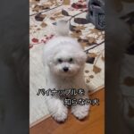 【食いしん坊な犬】 #かわいい犬 #トイプードル #ビションフリーぜ #癒し #ビションフリーゼ #しゃべる犬 #可愛い #ビション #犬のいる生活 #ビションプー #パイナップル #いちご