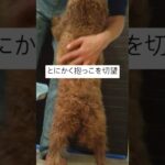 抱っこをせがむデカプー #トイプードル #デカプー #可愛い犬  #癒し #犬のいる生活