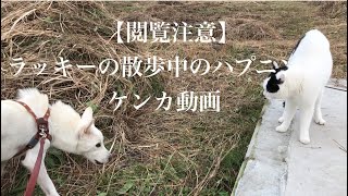 【閲覧注意】ラッキーの散歩中のハプニングケンカ動画