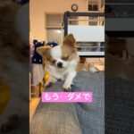 何がなんでも眠りたくないチワワ#可愛い犬 #癒し #愛犬 #チワワ