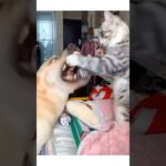 【#動物 #おもしろ #ドッキリ #犬 #猫 】 #おもしろ動画 #おもしろ #高見沢俊彦 #ドッキリ