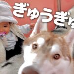 ぎゅうぎゅうな観覧車で大はしゃぎな１歳児とハスキー犬２匹が可愛過ぎました・・・笑