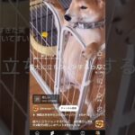 勝手に切り抜いてすいません#ペット #犬 #おもしろ動画