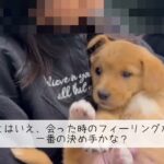 ♯保護犬　♯お迎えの日　♯かわいい　♯子犬　♯保健所から♯引き取る時