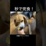 愛犬の芋食べるスピードが早すぎる🤣　#ビーグル #癒し #犬のいる生活 #かわいい