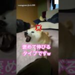 噛みません‼️喜び方が独特すぎるw #柴犬　#犬　#おもしろ #犬のいる暮らし #面白い