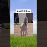 面白すぎるww#犬#おもしろ#爆笑#shorts #ショート