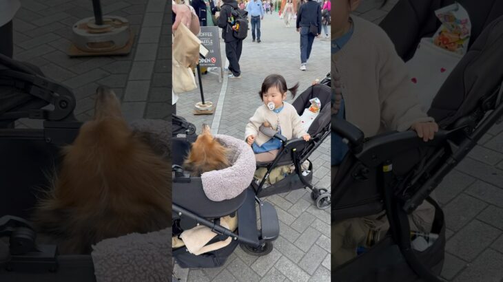 わんちゃんと交流中#赤ちゃん #1歳 #baby #cute #犬 #かわいい #癒し