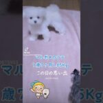 ［ぬいぐるみ犬］ミックス犬マルポメのラテ  #思い出  #もふもふ  #2歳  #可愛い   #多頭飼い犬  #愛犬   #成長記録   #個性的  面白い犬