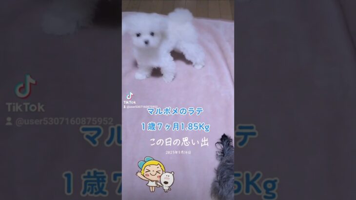 ［ぬいぐるみ犬］ミックス犬マルポメのラテ  #思い出  #もふもふ  #2歳  #可愛い   #多頭飼い犬  #愛犬   #成長記録   #個性的  面白い犬