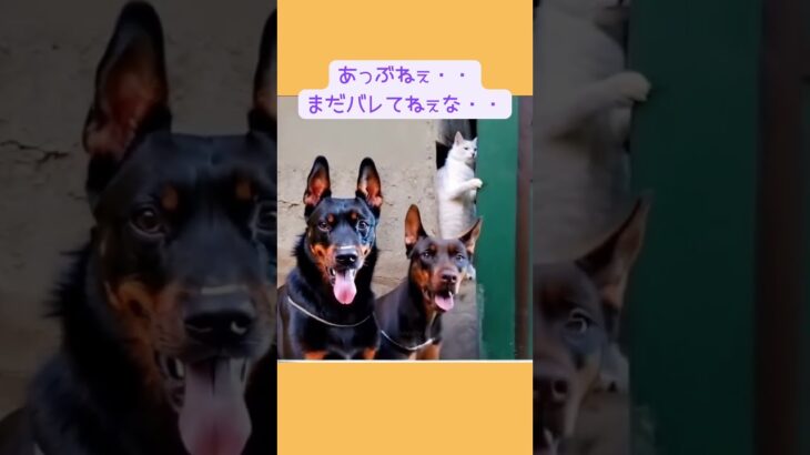 犬2から隠れる猫が(笑) #海外 #動物 #おもしろ #面白 #ねこ #ネコ #猫