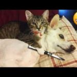 「絶対笑う」最高におもしろ犬,猫,動物のハプニング, 失敗画像集 #2