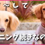 【ハプニング続出】ダックス3姉妹の最新ニュース！リディアのトラブル＆新しい子犬の生活