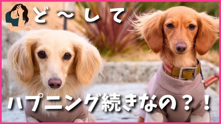 【ハプニング続出】ダックス3姉妹の最新ニュース！リディアのトラブル＆新しい子犬の生活