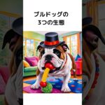 ブルドッグの3つの生態を紹介！#犬 #雑学 #shorts#voicevox#かわいい