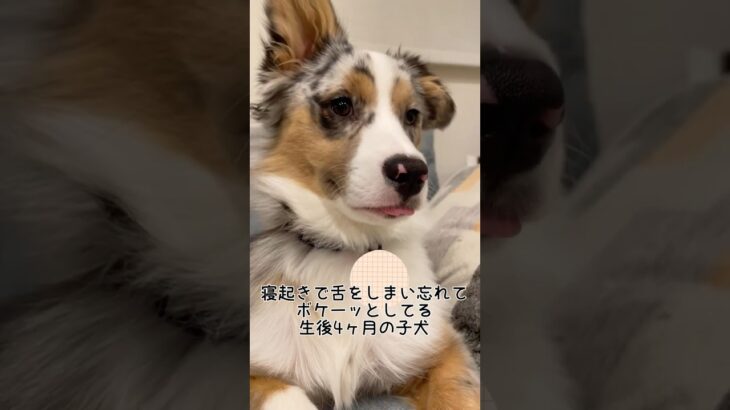 生後4ヶ月の子犬の寝起きがかわいい #オーストラリアンシェパード #癒し #かわいい#子犬#子犬お迎え #犬のいる暮らし #大型犬#dog #puppy #australianshepherd