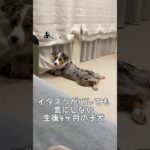 生後4ヶ月の子犬のイタズラ日記#オーストリアンシェパード#かわいい#癒し#子犬#子犬お迎え #犬のいる暮らし #大型犬#puppy #dog #australianshepherd