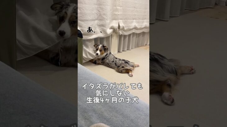 生後4ヶ月の子犬のイタズラ日記#オーストリアンシェパード#かわいい#癒し#子犬#子犬お迎え #犬のいる暮らし #大型犬#puppy #dog #australianshepherd