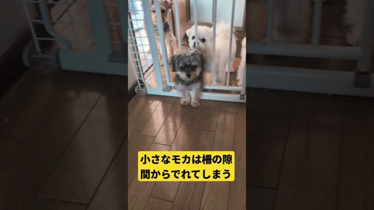 ［7ヶ月のモカ］ハプニング柵から出れてしまう💦  #多頭飼い犬  #4ワンコ  #ミックス犬  #マルキー  #マルキーのモカ  #ヨープー  #マルポメ  #マルチーズ  #いぬのきもち   #成長