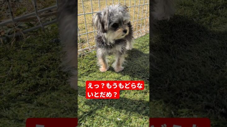 ［7ヶ月子犬］マルチーズ✕ヨークシャテリアのミックス犬マルキーのモカ   #7ヶ月  #1.6キロ  #いぬのきもち   #4ワンコ  #お庭  #多頭飼い犬  #成長記録   #かわいい子犬