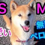 柴犬コロ ASMR 無限ペロペロ😂 #柴犬コロ #癒し #かわいい #犬 #おもしろ #asmr #柴犬 #おすすめ #ペット #shibainu #dog #cute #funny