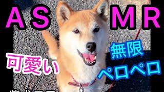 柴犬コロ ASMR 無限ペロペロ😂 #柴犬コロ #癒し #かわいい #犬 #おもしろ #asmr #柴犬 #おすすめ #ペット #shibainu #dog #cute #funny