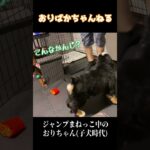 飼い主と遊んでる最中にハプニングを起こす子犬時代のバーニーズマウンテンドッグのオリバー #バーニーズマウンテンドッグ #bernesemountaindog