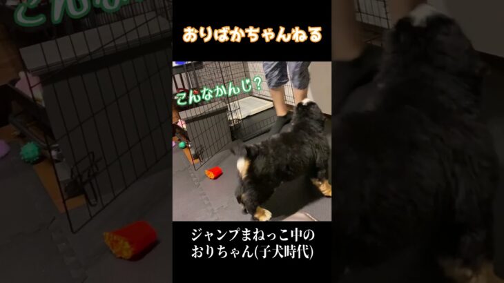 飼い主と遊んでる最中にハプニングを起こす子犬時代のバーニーズマウンテンドッグのオリバー #バーニーズマウンテンドッグ #bernesemountaindog