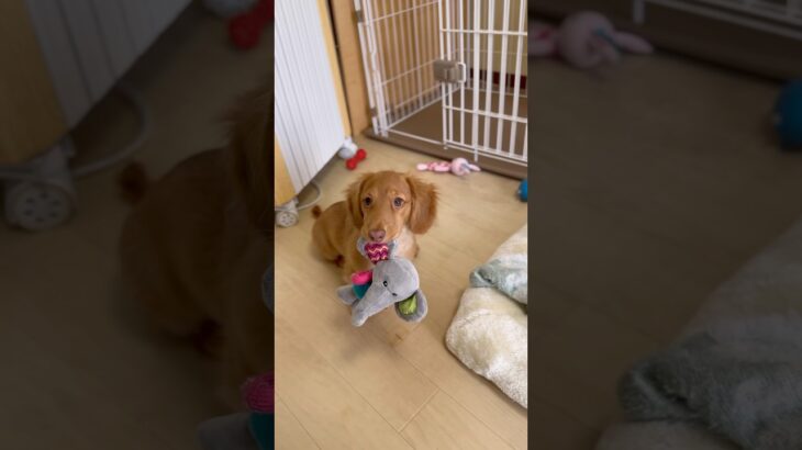 【オモチャで遊ぶ子犬】かわいい♪#子犬のいる生活 #パピー#dachshundpuppy #ダックスフンド#shorts