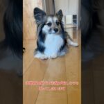 出勤前の愛犬の表情が寂しそうで… #犬 #かわいい  #dog