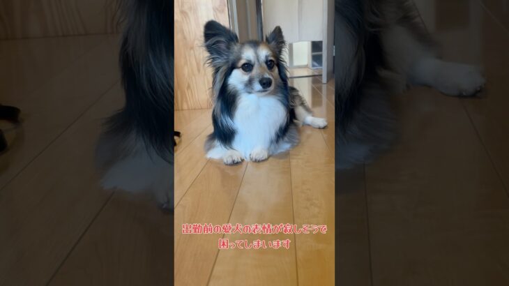 出勤前の愛犬の表情が寂しそうで… #犬 #かわいい  #dog