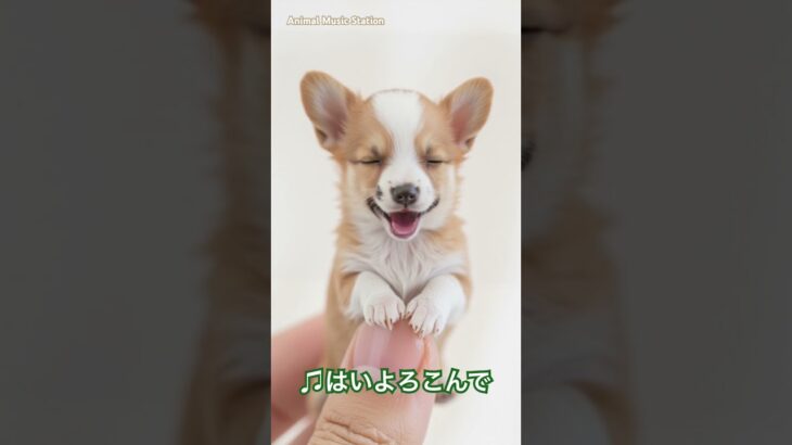 かわいい子犬が歌ってみた♫はいよろこんで#子犬 #かわいい子犬#dog #animal #doglover