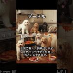 プードルのかわいい生態、雑学【犬】#dog #dogshortsvideo #いぬ #イヌ #犬 #子犬  #かわいい #雑学 #豆知識 #解説