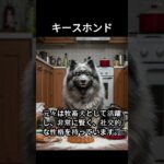 キースホンドのかわいい生態、雑学【犬】#dog#dogshortsvideo #いぬ #イヌ #犬 #子犬  #かわいい #雑学 #豆知識 #解説