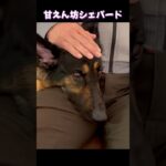 【かわいい🩷シェパード】 #germanshepherd #癒し #可愛い #犬のいる生活 #gsd #shorts