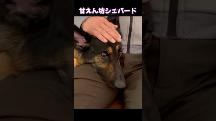 【かわいい🩷シェパード】 #germanshepherd #癒し #可愛い #犬のいる生活 #gsd #shorts