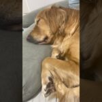 何の夢を見ているのか、 #ゴールデンレトリバー #大型犬のいる生活 #goldenretriever #元気になる動画 #犬 #おもしろ動画 #shorts